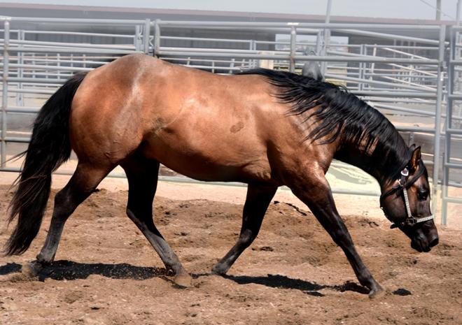 Dunnit N Rawhide 2016 Stallion Homozygous Black - Sire Hollywood Dunit Good -  Dam Sheza Rawhide Lena